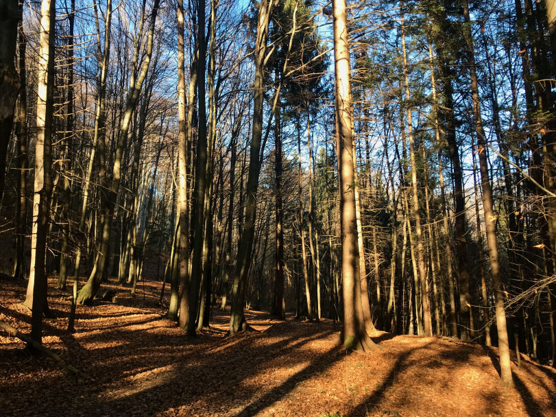 Pr' Konjič The Region